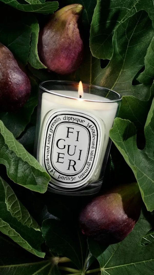 Figuier (Fig Tree) - Classic Candle